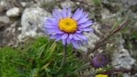 hvězdice pixa alpine-aster-1145471 1280